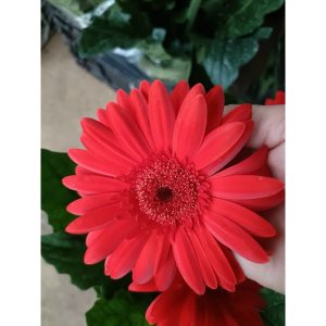 Chậu cây hoa đồng tiền Hà Lan thân cao đủ màu