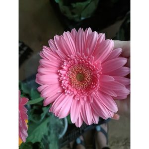 Chậu cây hoa đồng tiền Hà Lan thân cao đủ màu