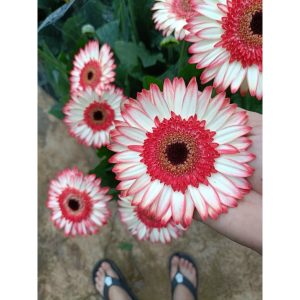 Chậu cây hoa đồng tiền Hà Lan thân cao đủ màu