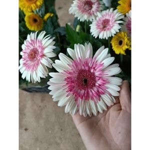 Chậu cây hoa đồng tiền Hà Lan thân cao đủ màu