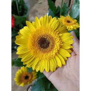 Chậu cây hoa đồng tiền Hà Lan thân cao đủ màu