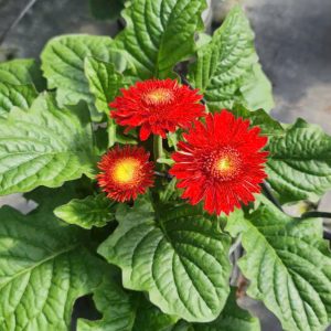 Chậu cây hoa đồng tiền lùn đủ màu