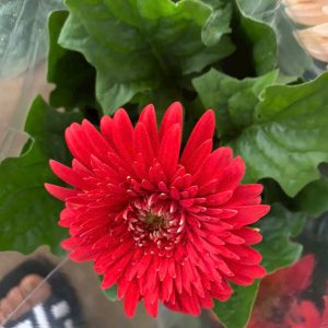 Chậu cây hoa đồng tiền lùn đủ màu