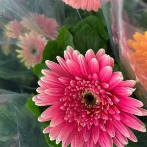 Chậu cây hoa đồng tiền lùn đủ màu