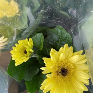 Chậu cây hoa đồng tiền lùn đủ màu