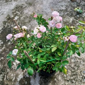 Chậu cây giống hoa Hồng Dongmei C8