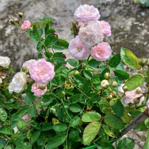 Chai 15ml thuốc trừ bệnh cây Dipomate