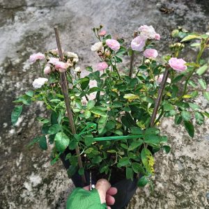 Chậu cây giống hoa Hồng Dongmei C8