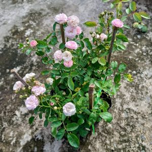 Chậu cây giống hoa Hồng Dongmei C8