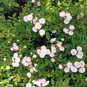 Chậu cây giống hoa Hồng Dongmei C8