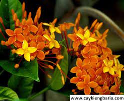 Cây giống Cây Trang Cam (trang lá nhỏ) - CayGiongTot