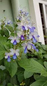 Cây giống Cây thanh điệp (cánh tiên) - CayGiongTot