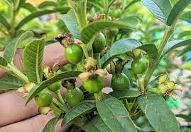 Cây giống Ổi Lá Kim - ổi sẻ (trái khi chín rất thơm ngon) - CayGiongTot