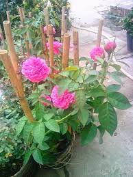 [Cây giống hoa] Hồng leo tường vy size chậu C8