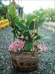 Cây giống Hòn Ngọc Viễn Đông - CayGiongTot