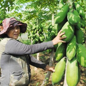 Gói 5 Hạt giống đu đủ lùn Đài Loan F1 Ruột Vàng