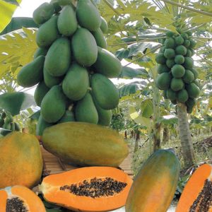 Gói 5 Hạt giống đu đủ lùn Đài Loan F1 Ruột Vàng