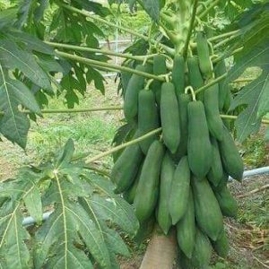 Gói 5 Hạt giống đu đủ lùn Đài Loan F1 Ruột Vàng