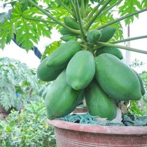 Gói 100 hạt giống đu đủ lùn F1 Thái Lan ruột đỏ