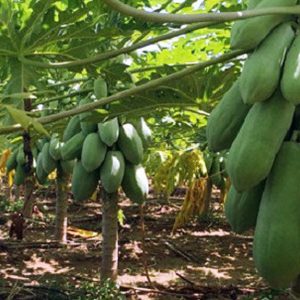 Gói 100 hạt giống đu đủ lùn F1 Thái Lan ruột đỏ