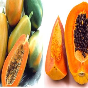 Gói 5 hạt giống đu đủ lùn Thái Lan F1 Quý Phi