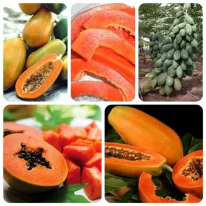 Gói lớn 250 hạt giống đu đủ ruột đỏ hồng phi