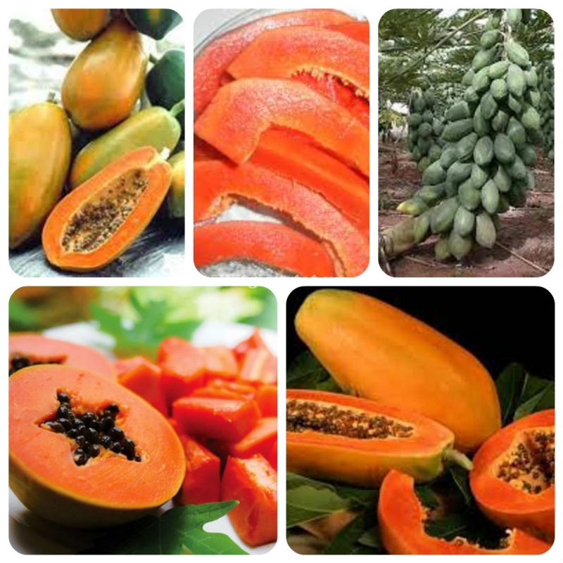 Gói lớn 250 hạt giống đu đủ ruột đỏ hồng phi