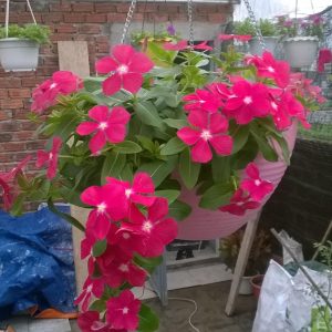 Gói 7 Hạt Giống Hoa Dừa Cạn Hồng Rũ -NanuSeeds