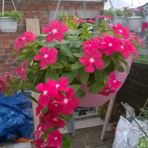 Gói 7 Hạt Giống Hoa Dừa Cạn Hồng Rũ -NanuSeeds