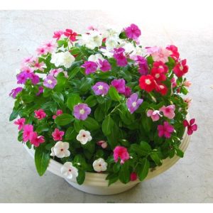 Gói 10 hạt giống hoa dừa cạn lùn F1 nhiều màu - Nanuseeds