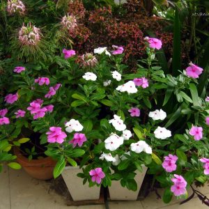 Gói 10 hạt giống hoa dừa cạn lùn F1 nhiều màu - Nanuseeds