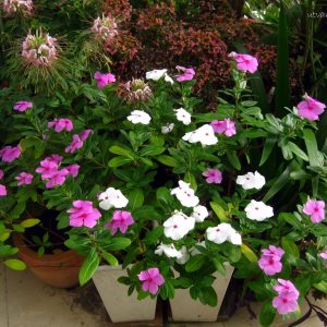 Gói 10 hạt giống hoa dừa cạn lùn F1 nhiều màu - Nanuseeds