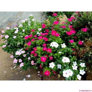 Gói 10 hạt giống hoa dừa cạn lùn F1 nhiều màu - Nanuseeds