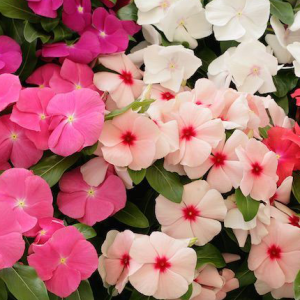 Gói 10 hạt giống hoa dừa cạn lùn F1 nhiều màu - Nanuseeds