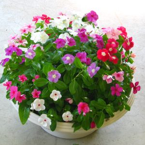 Gói 10 hạt giống hoa dừa cạn lùn F1 nhiều màu - Nanuseeds