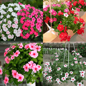 Gói 10 hạt giống hoa dừa cạn lùn F1 nhiều màu - Nanuseeds