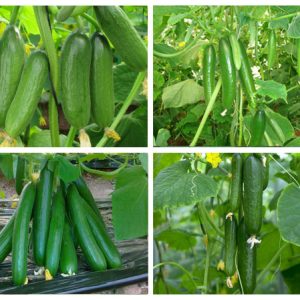 Gói 5 hạt giống Dưa Chuột Chùm F1 SV 302