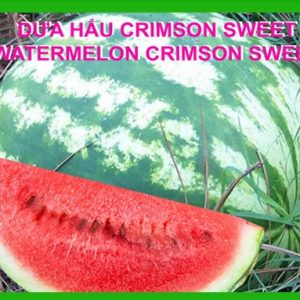 Gói 2GR hạt giống Dưa Hấu Crimson Sweet