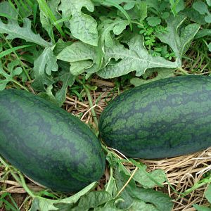 Gói 1g hạt giống dưa hấu F1