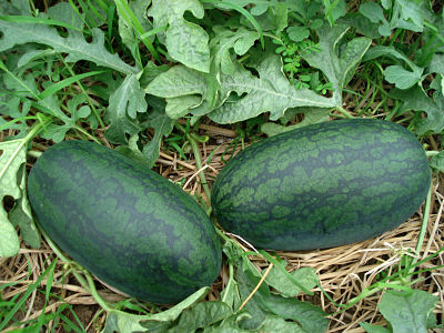 dua-hau-f11-opt-c6f9aa73-ccd8-474d-b6aa-1c873e714431 Gói 1GR hạt giống Dưa Hấu Lai F1 Tiên Đồng