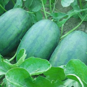 Gói 1g hạt giống dưa hấu F1