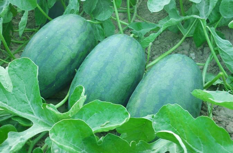 dua-hau-f12-a78cba67-9c46-4da2-8d2d-1fdb471c9ca9 Gói 1GR hạt giống Dưa Hấu Lai F1 Tiên Đồng