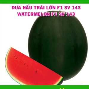 Gói 2GR hạt giống Dưa Hấu F1 Trái Lớn SV 143