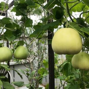 Gói 0.5g hạt giống dưa lê siêu ngọt F1