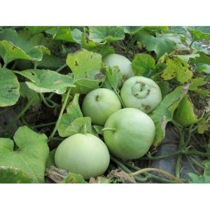 Gói 0.5g hạt giống dưa lê siêu ngọt F1