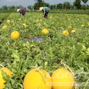 Gói 10 hạt giống dưa lê hồng kim