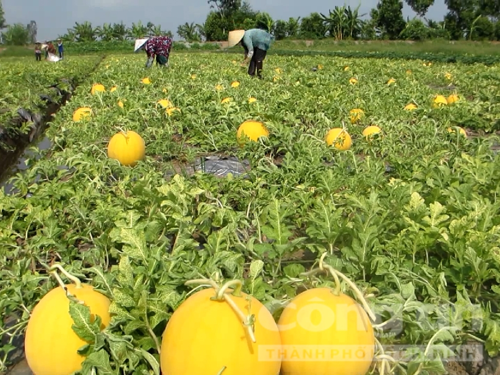 Gói 0.2GR hạt giống Dưa Lê F1 Kim Hoàng Hậu