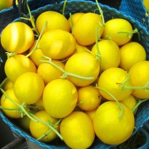 Gói 0.2GR hạt giống Dưa Lê F1 Kim Hoàng Hậu