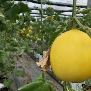 Gói 10 hạt giống dưa lê hồng kim