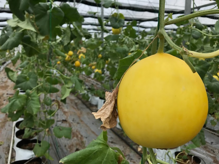 dua-le-hoang-kim-3-d2ae40b3-bd8d-4c7f-b304-025c23ee0d53-1 Gói 0.2GR hạt giống Dưa Lê F1 Kim Hoàng Hậu